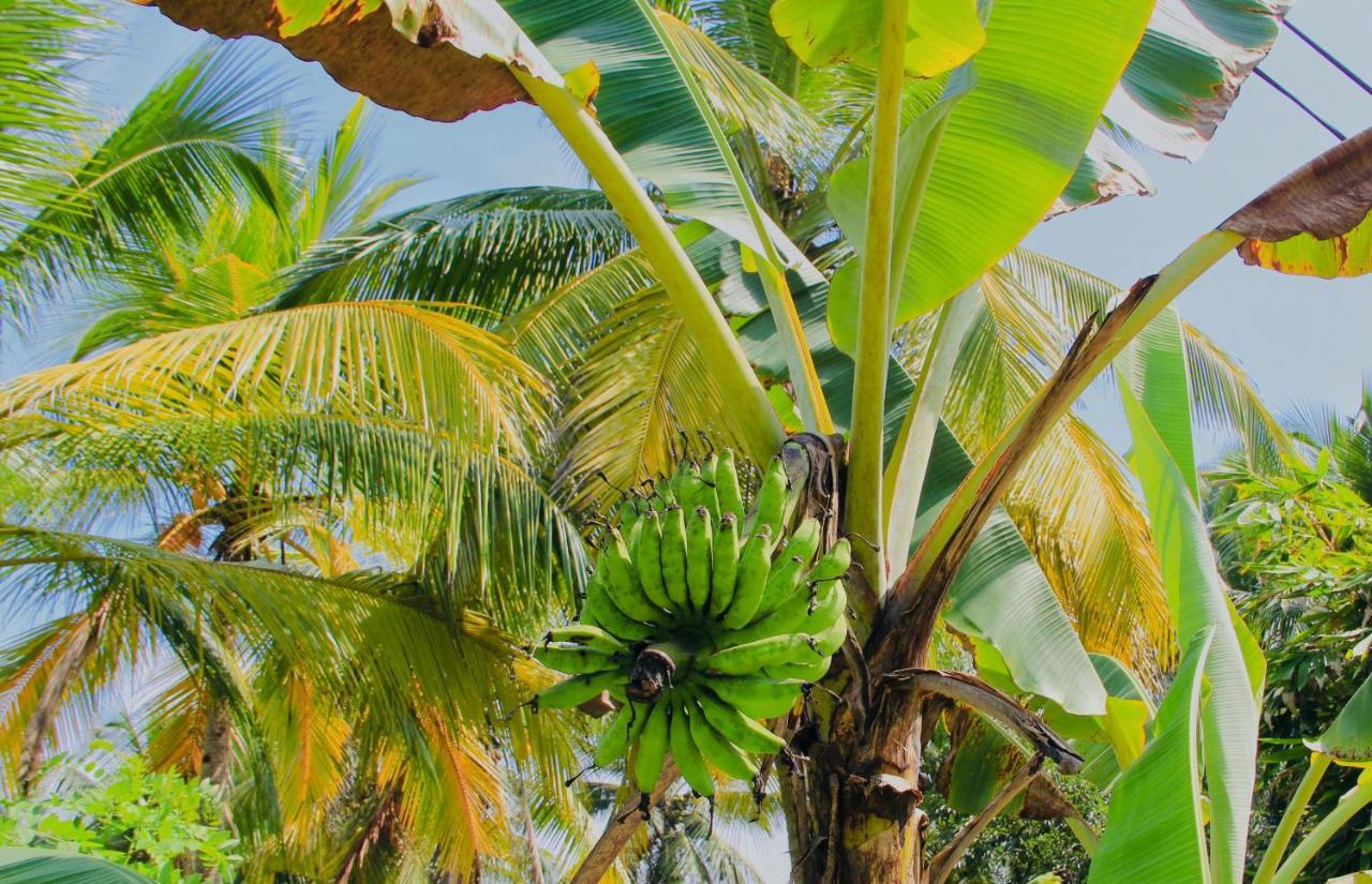 Nil Menik Villa Bentota Buitenkant foto